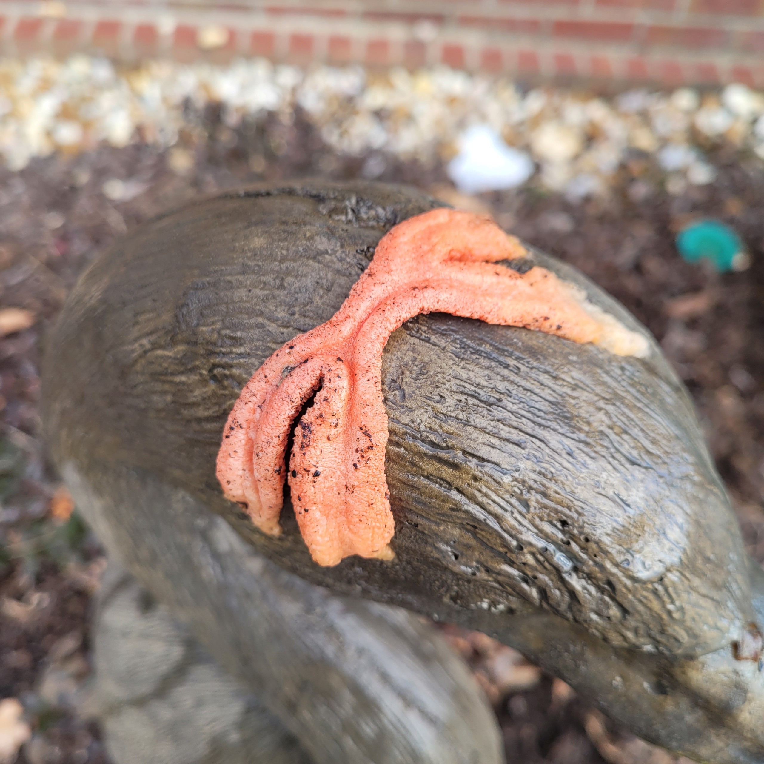 5.14 fig 2 stinkhorn fungus Lisa Johnson.jpg thumbnail